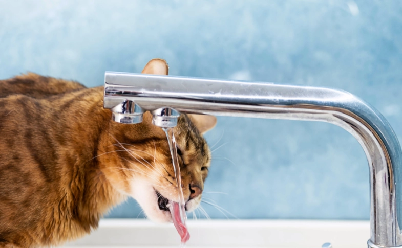 日本の水道水はきれいだがそのまま飲むのはNG